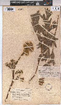 Triumfetta welwitschii var. hirsuta image