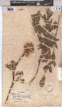 Triumfetta welwitschii var. hirsuta image
