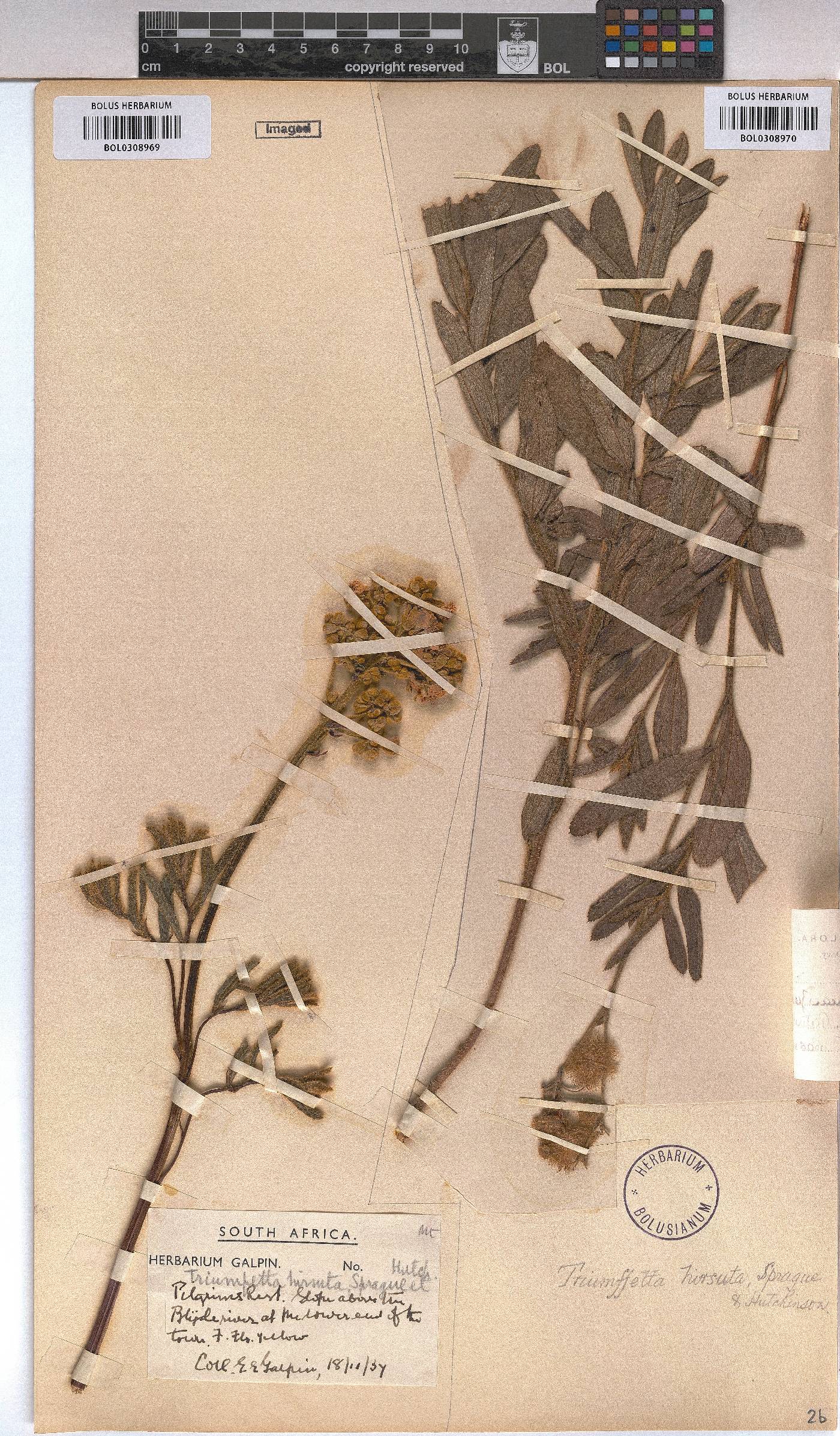 Triumfetta welwitschii var. hirsuta image