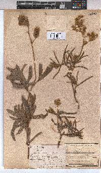 Triumfetta welwitschii var. hirsuta image