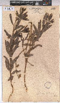 Triumfetta welwitschii var. hirsuta image