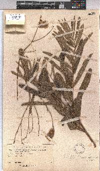 Triumfetta welwitschii var. hirsuta image