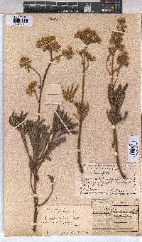 Triumfetta welwitschii var. hirsuta image