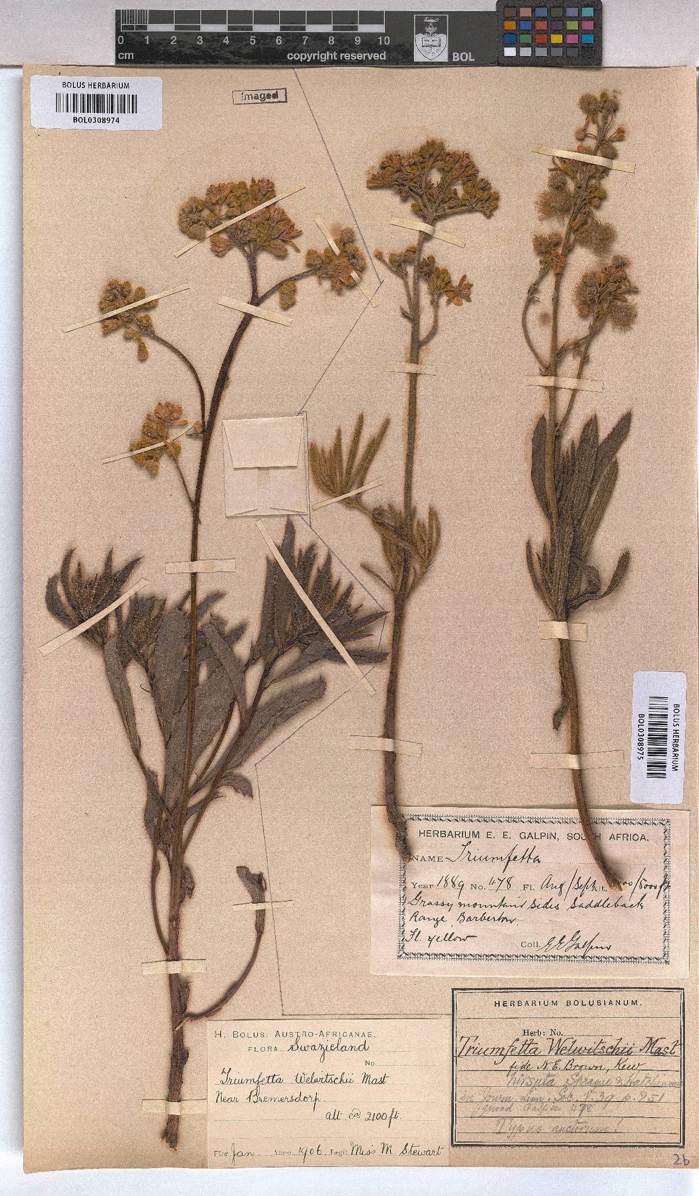 Triumfetta welwitschii var. hirsuta image
