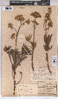 Triumfetta welwitschii var. hirsuta image