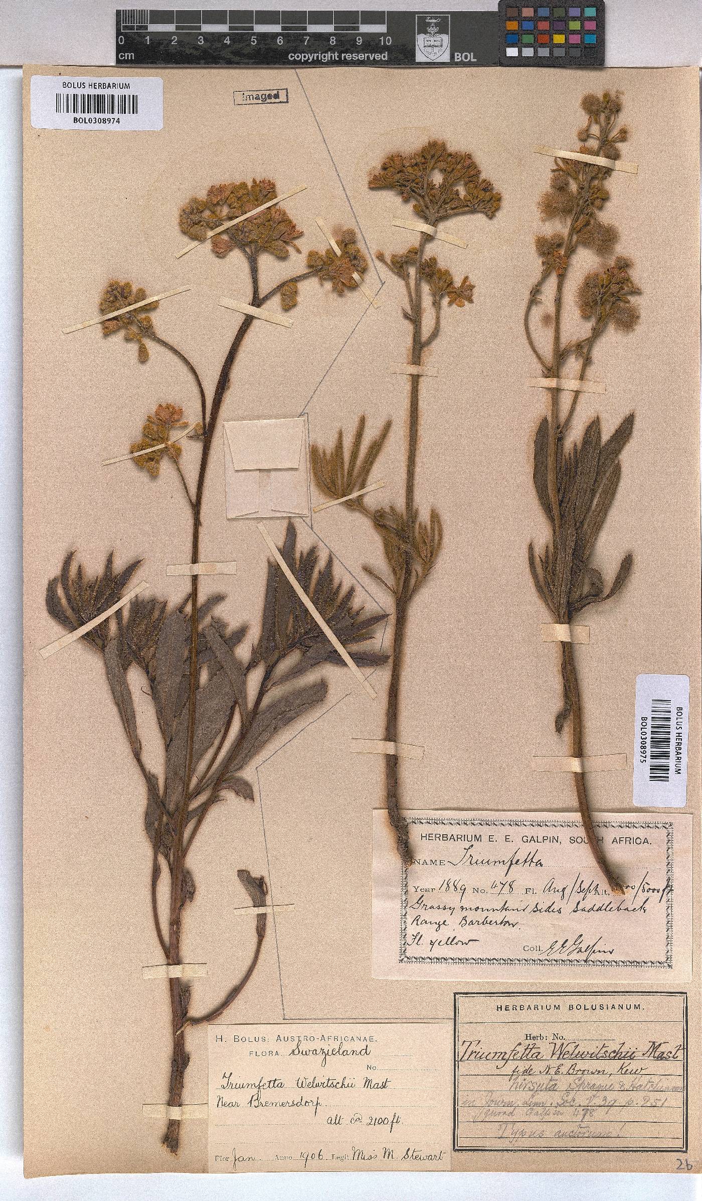 Triumfetta welwitschii var. hirsuta image