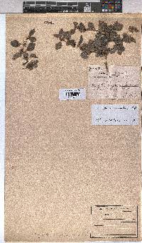Triumfetta pentandra image