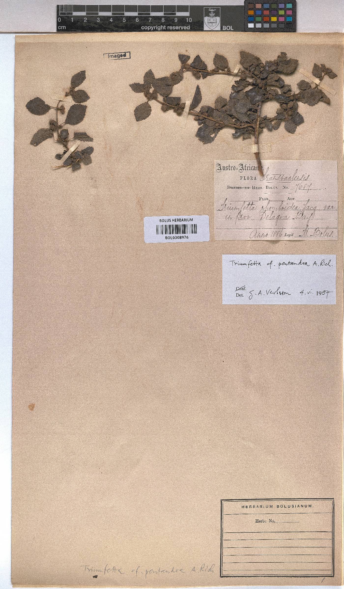 Triumfetta pentandra image