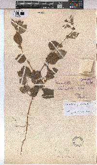 Triumfetta pentandra image
