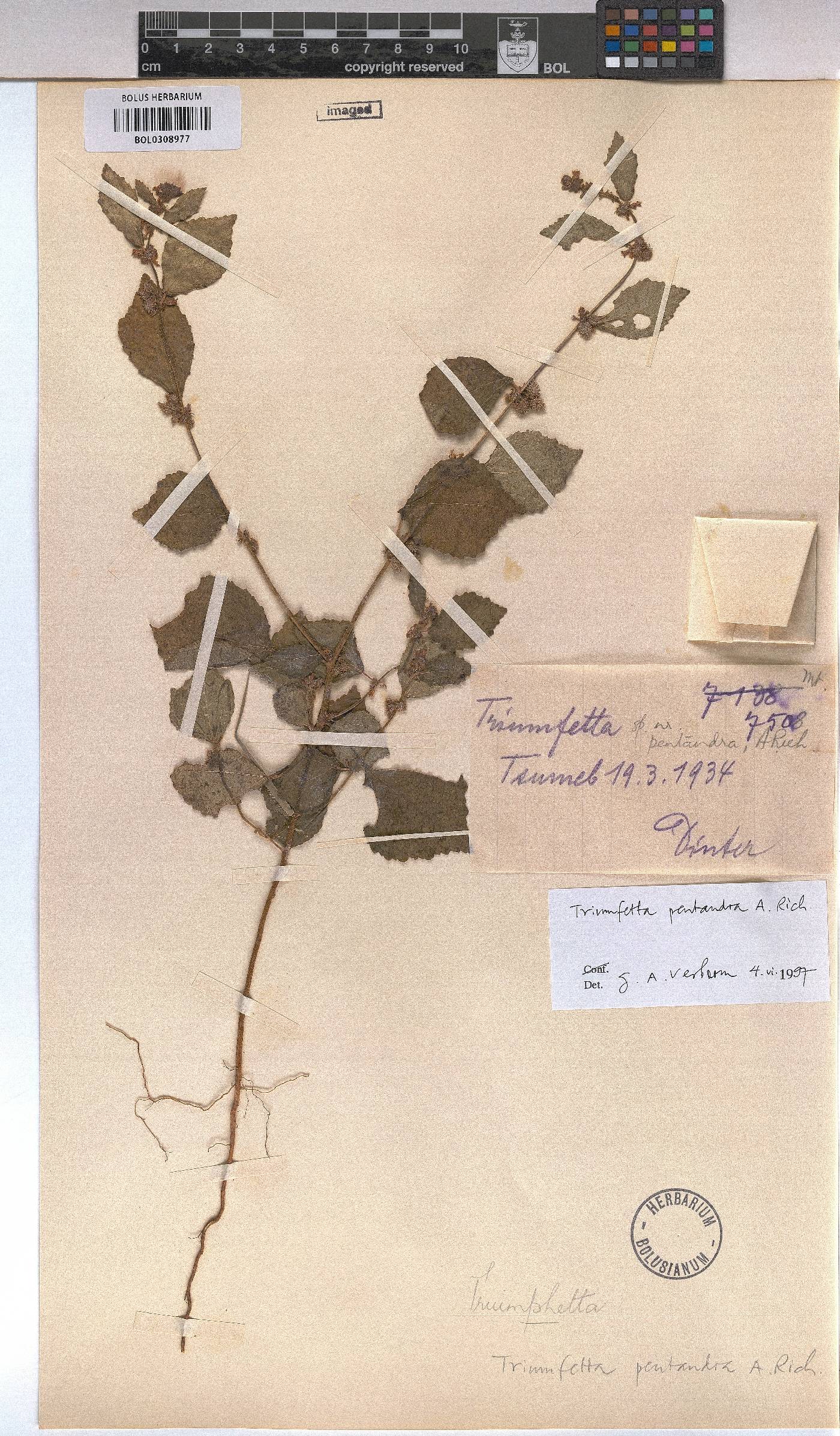 Triumfetta pentandra image