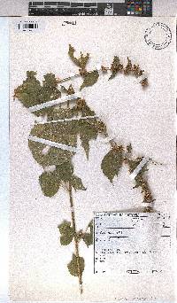 Triumfetta pentandra image
