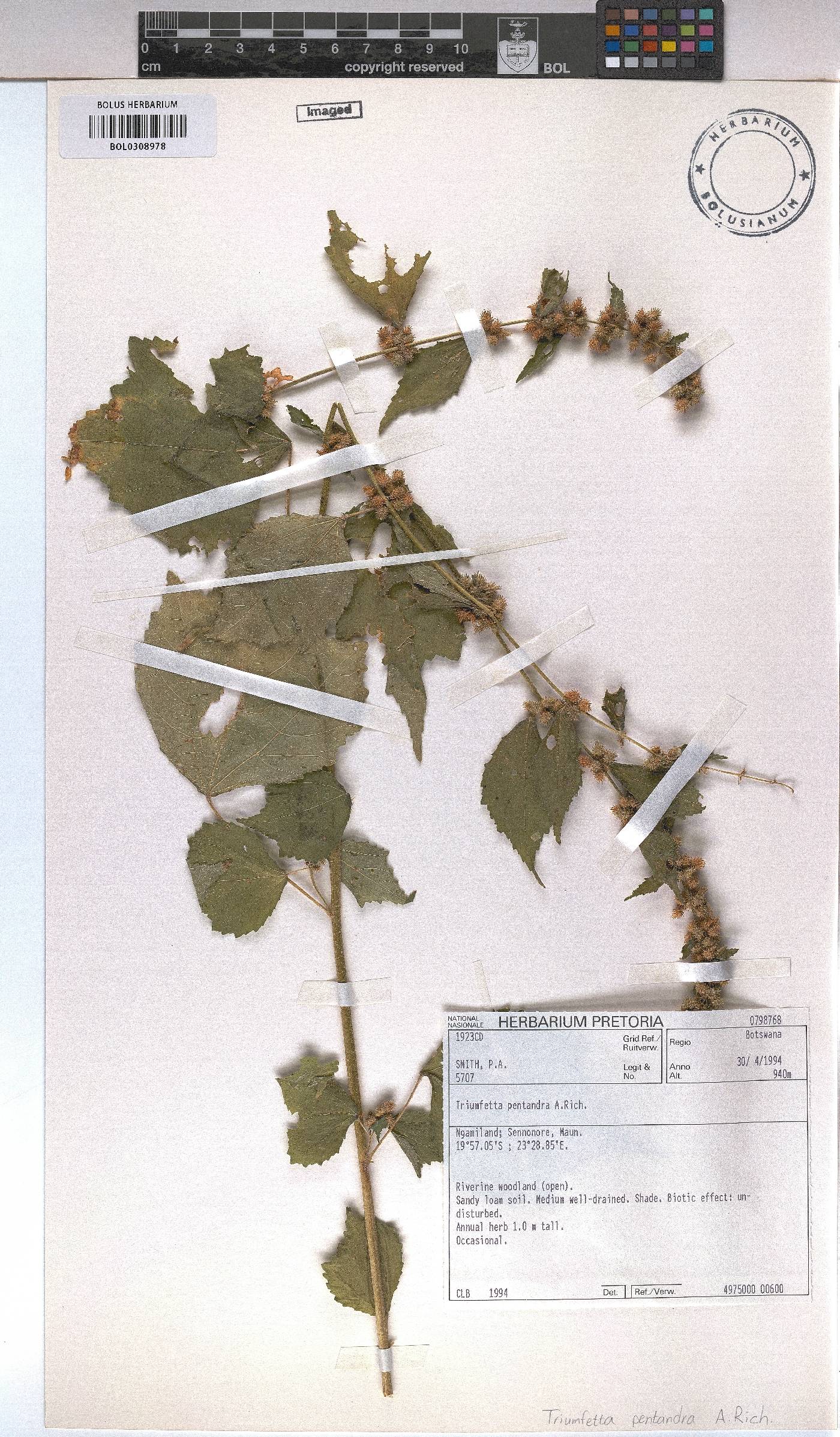 Triumfetta pentandra image