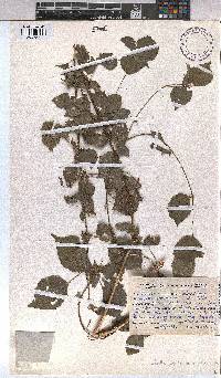 Triumfetta pentandra image