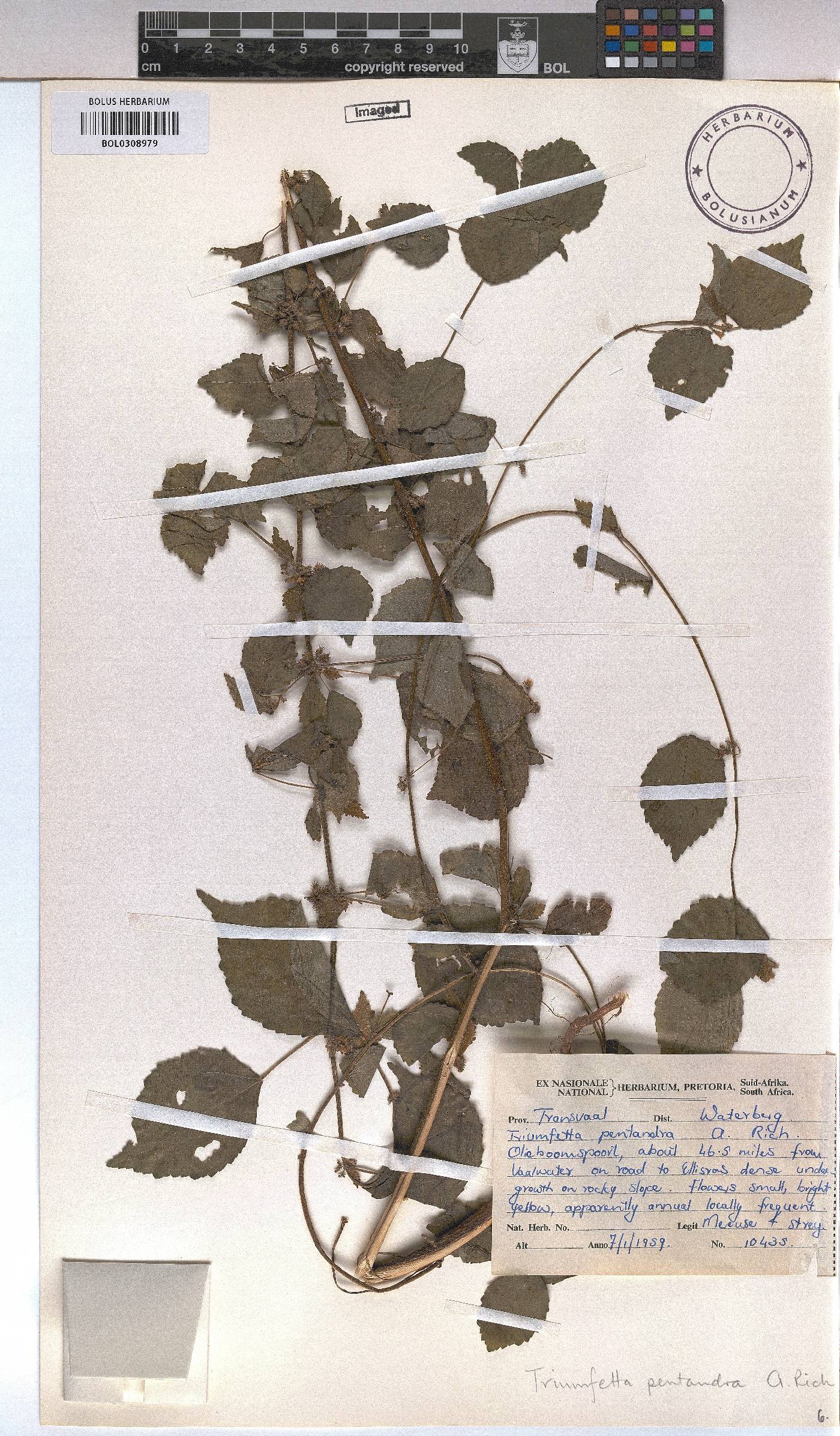 Triumfetta pentandra image