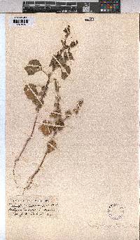 Triumfetta pentandra image