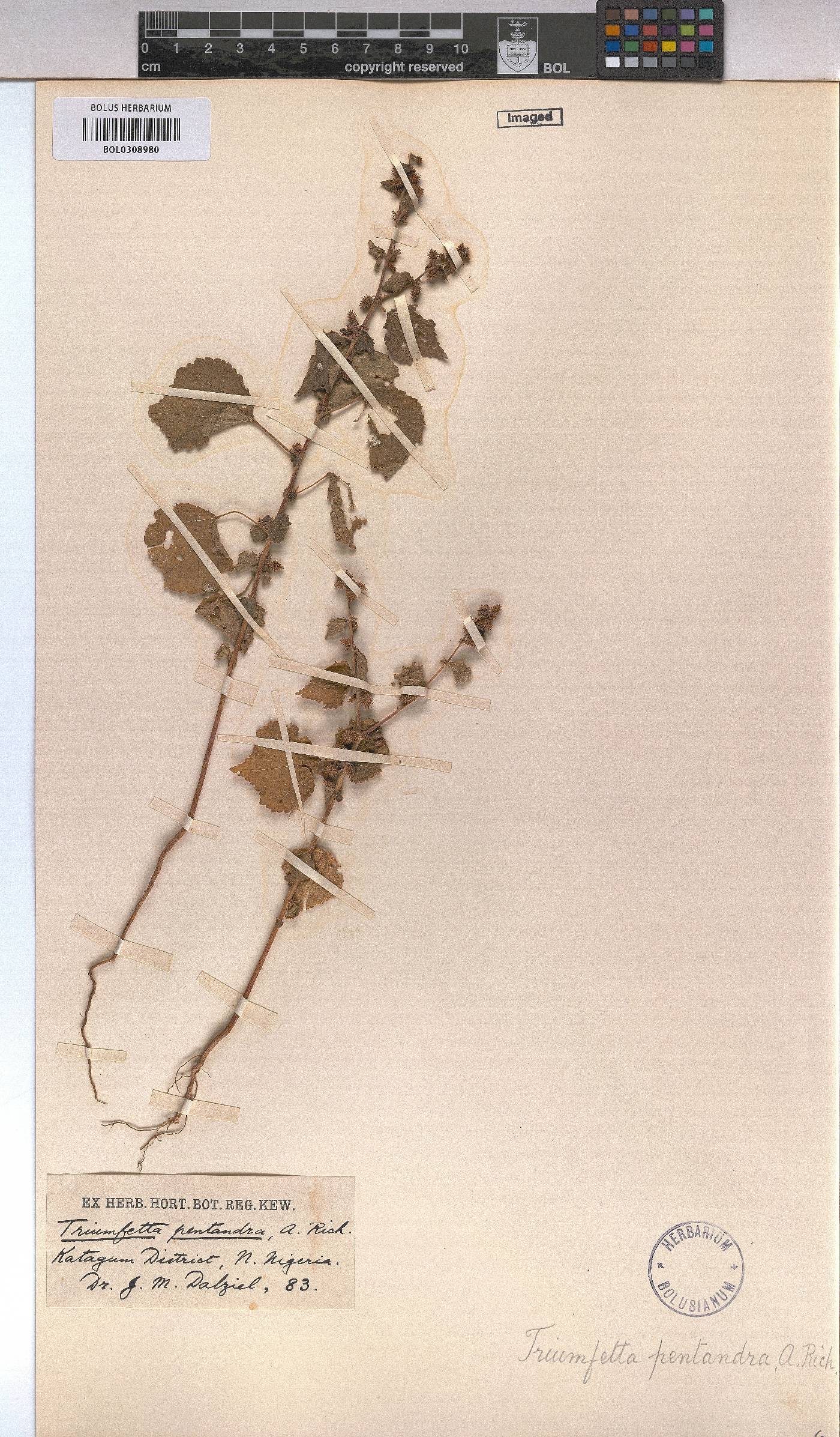 Triumfetta pentandra image