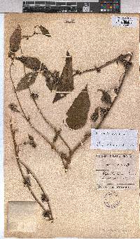 Image of Triumfetta annua