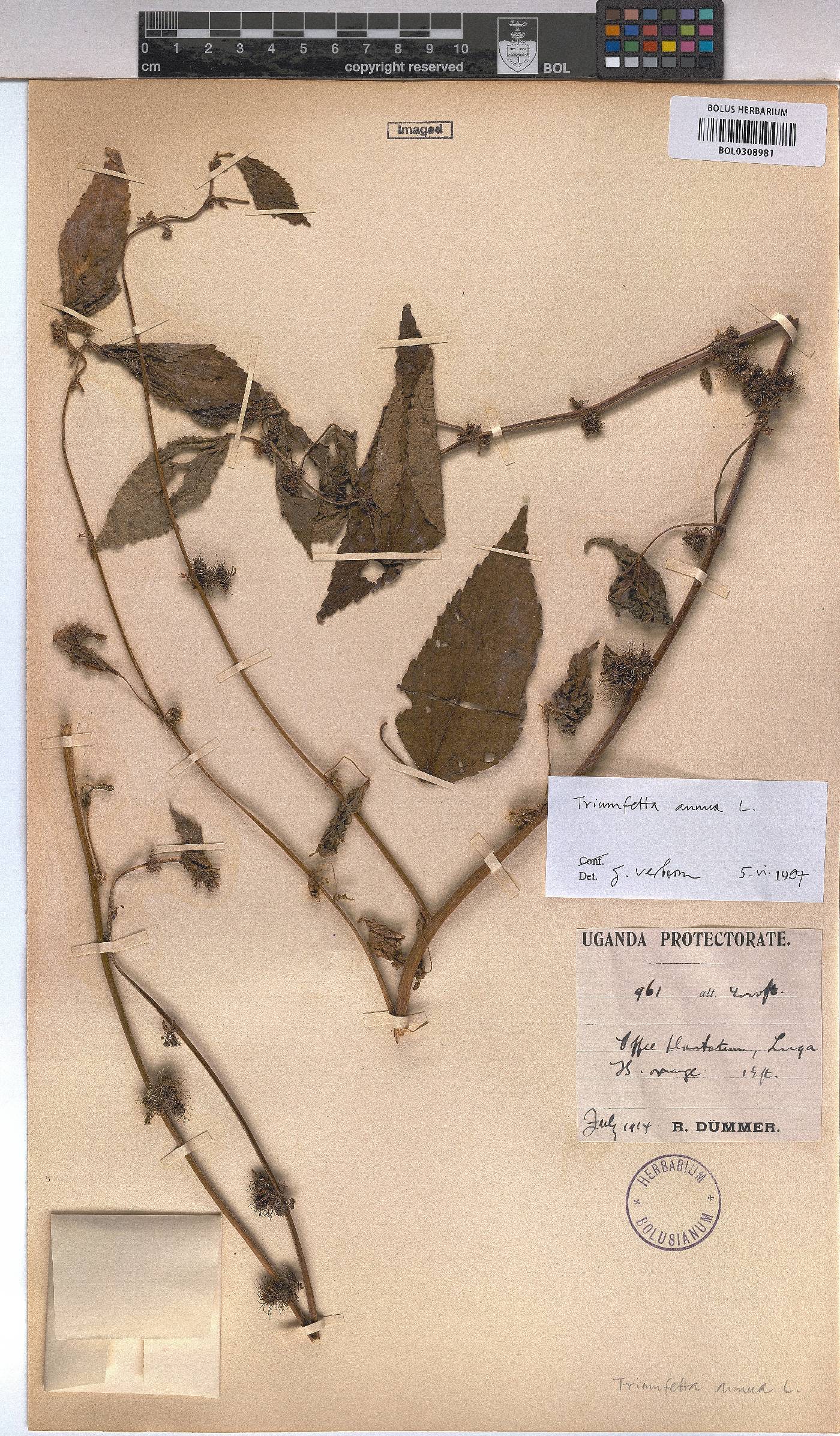 Triumfetta annua image