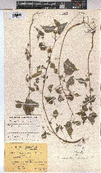 Triumfetta annua image