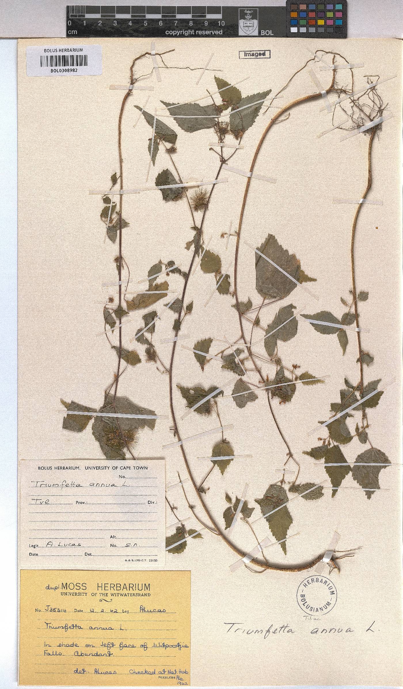 Triumfetta annua image