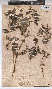 Triumfetta annua image
