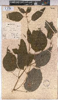 Triumfetta annua image