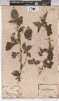 Triumfetta annua image