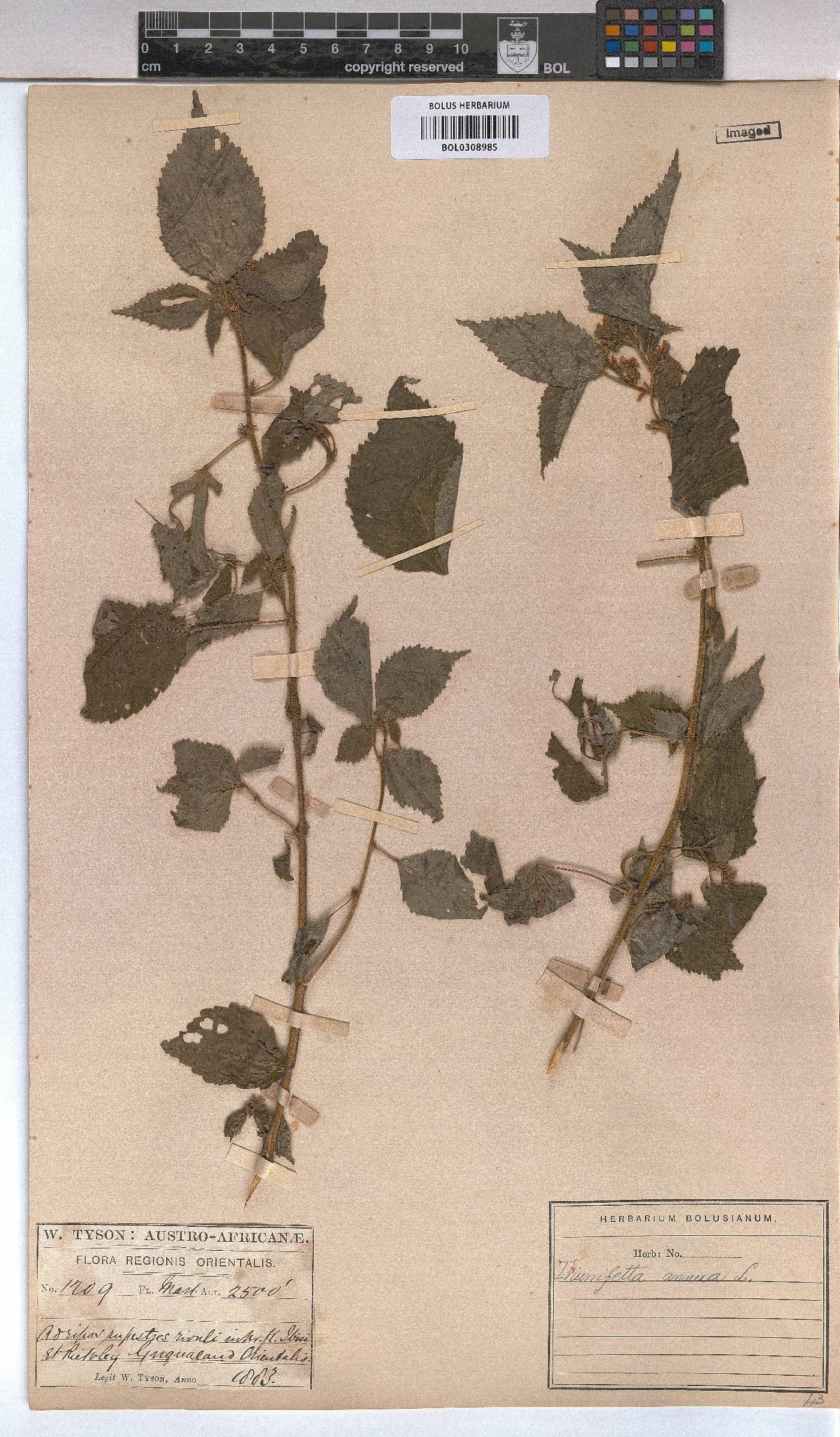Triumfetta annua image