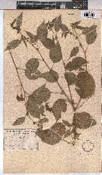 Triumfetta annua image