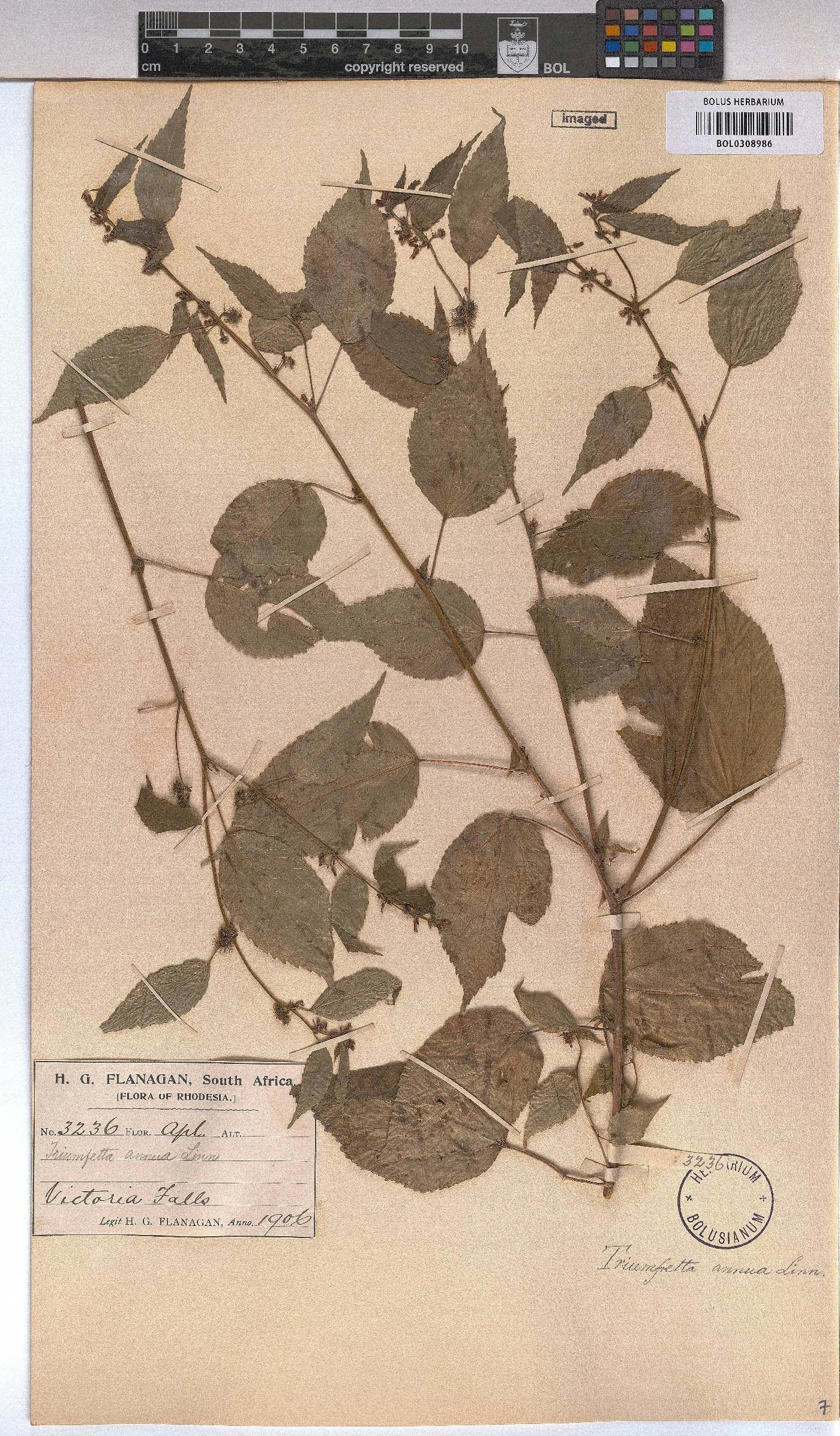 Triumfetta annua image
