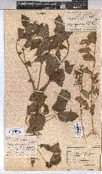 Triumfetta annua image