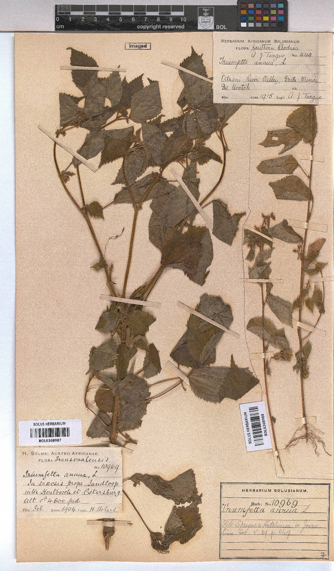Triumfetta annua image