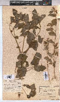 Triumfetta annua image