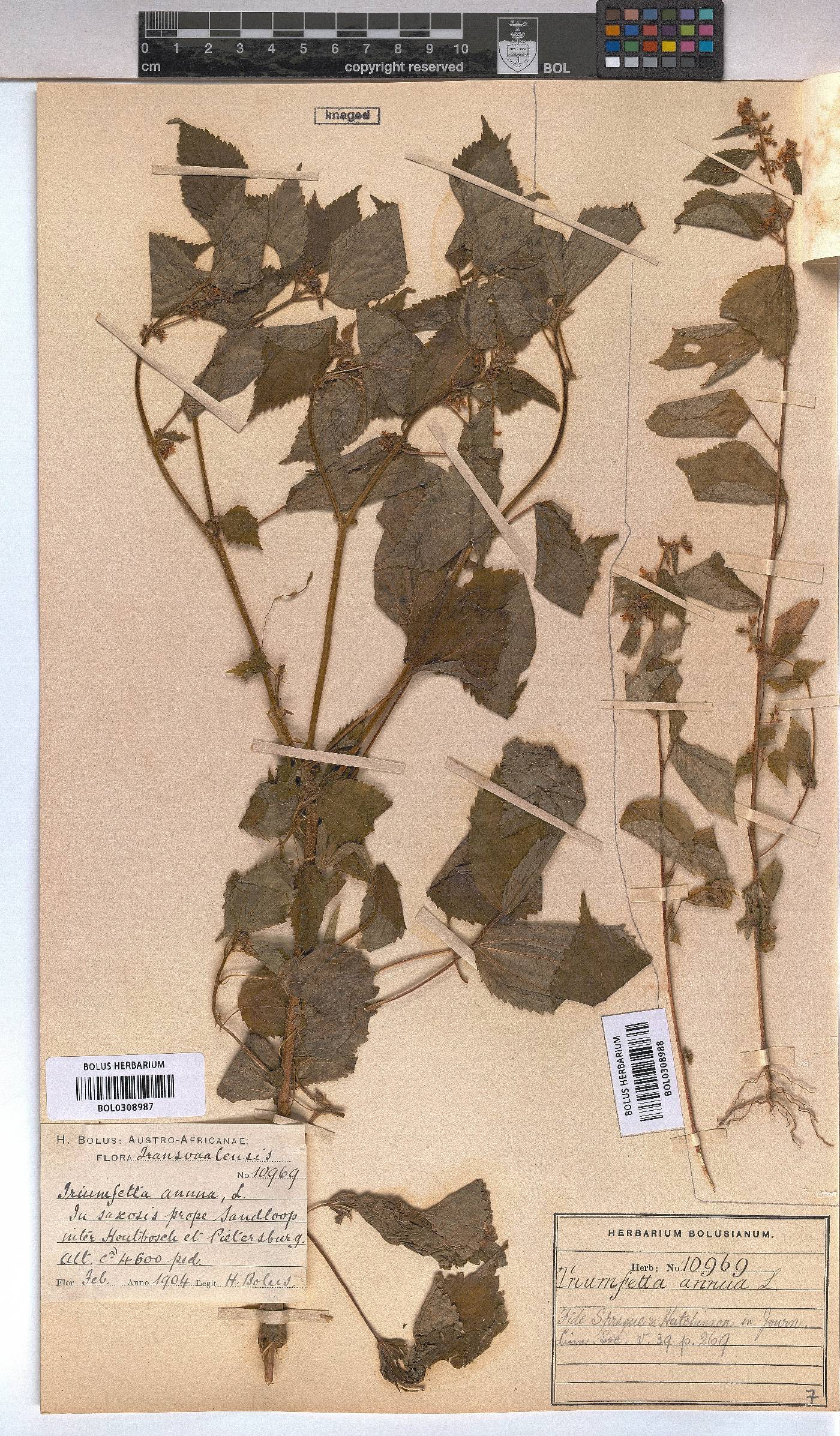 Triumfetta annua image