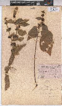 Triumfetta annua image