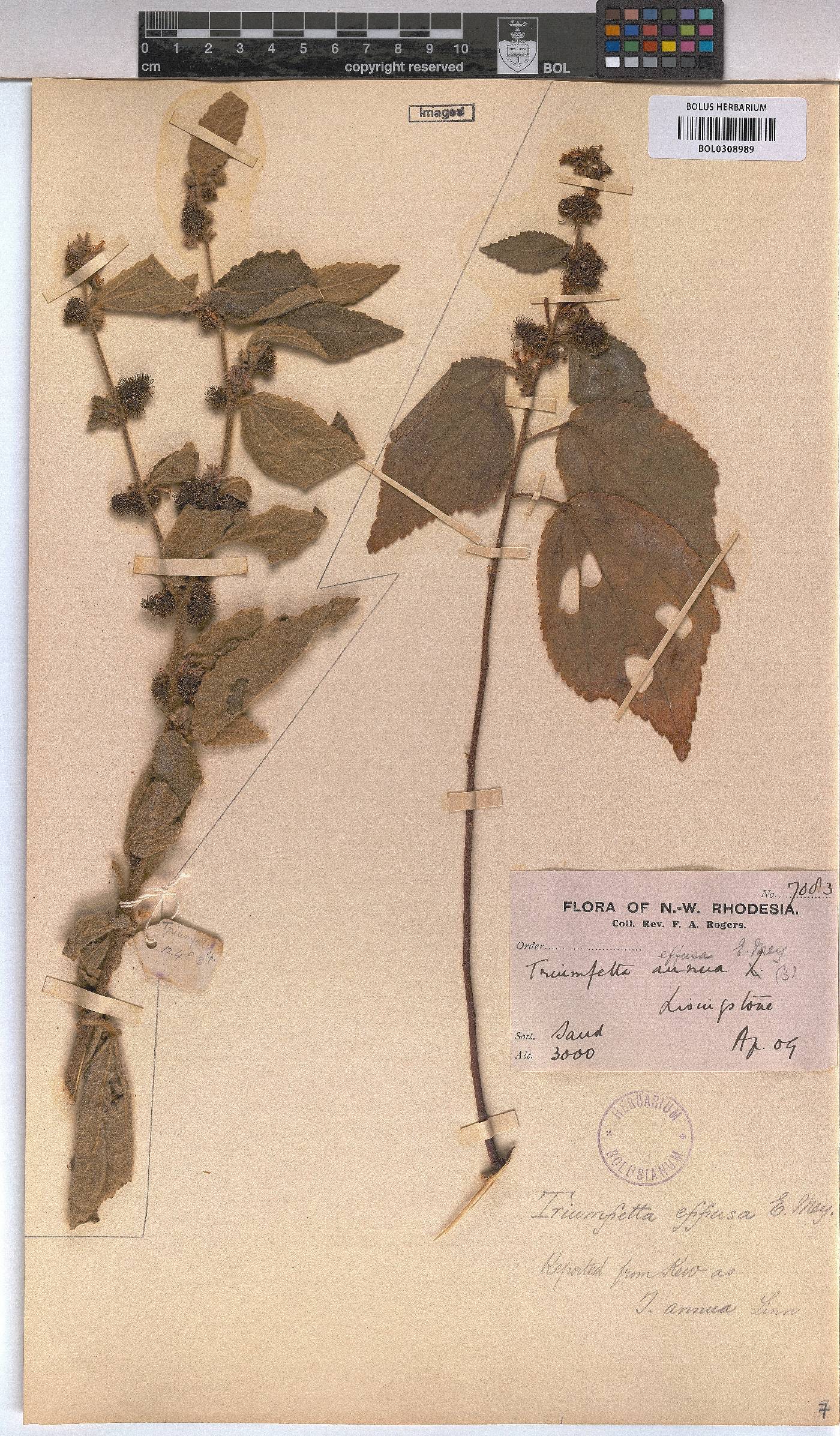 Triumfetta annua image