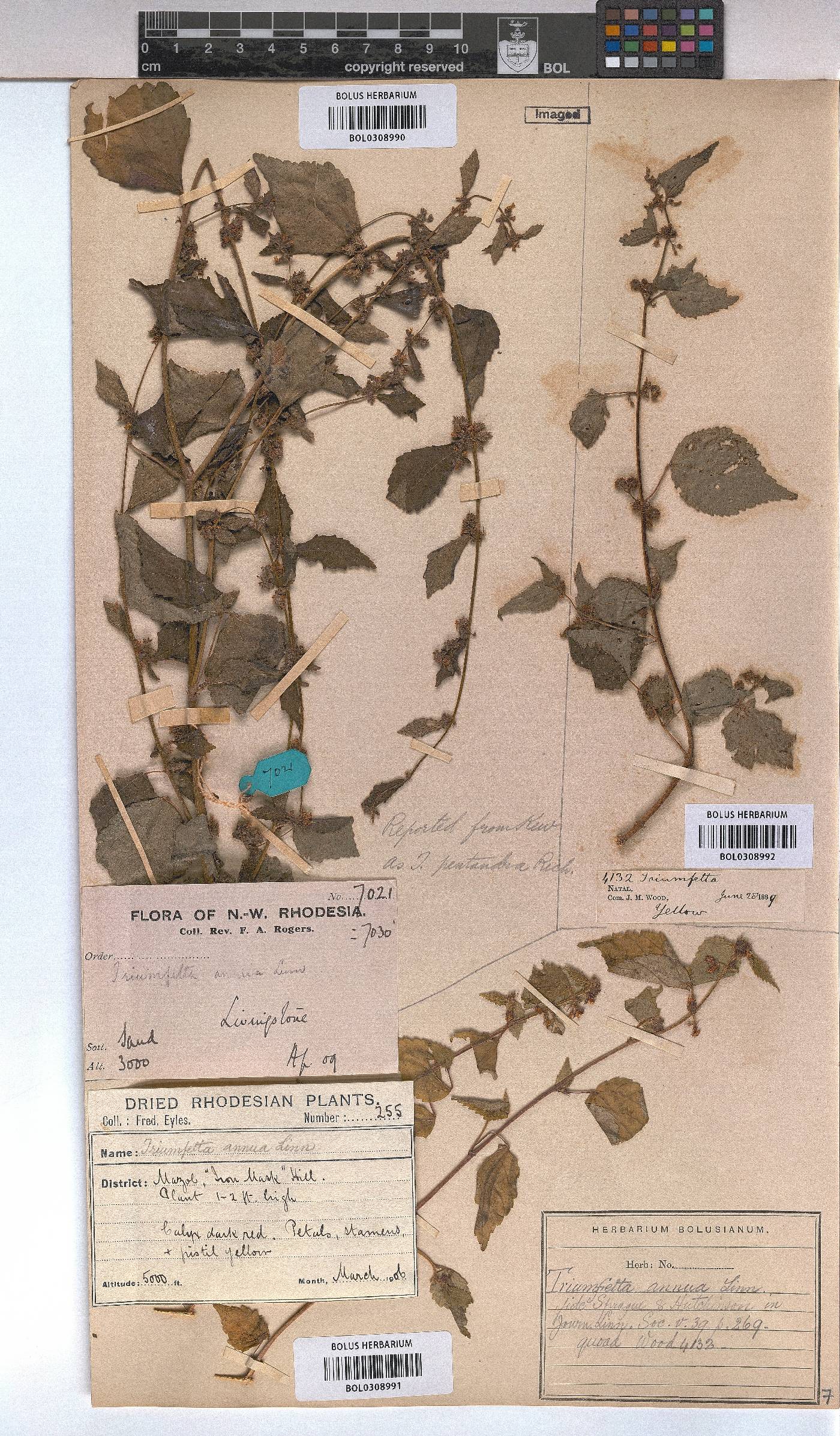 Triumfetta annua image