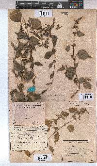 Triumfetta annua image