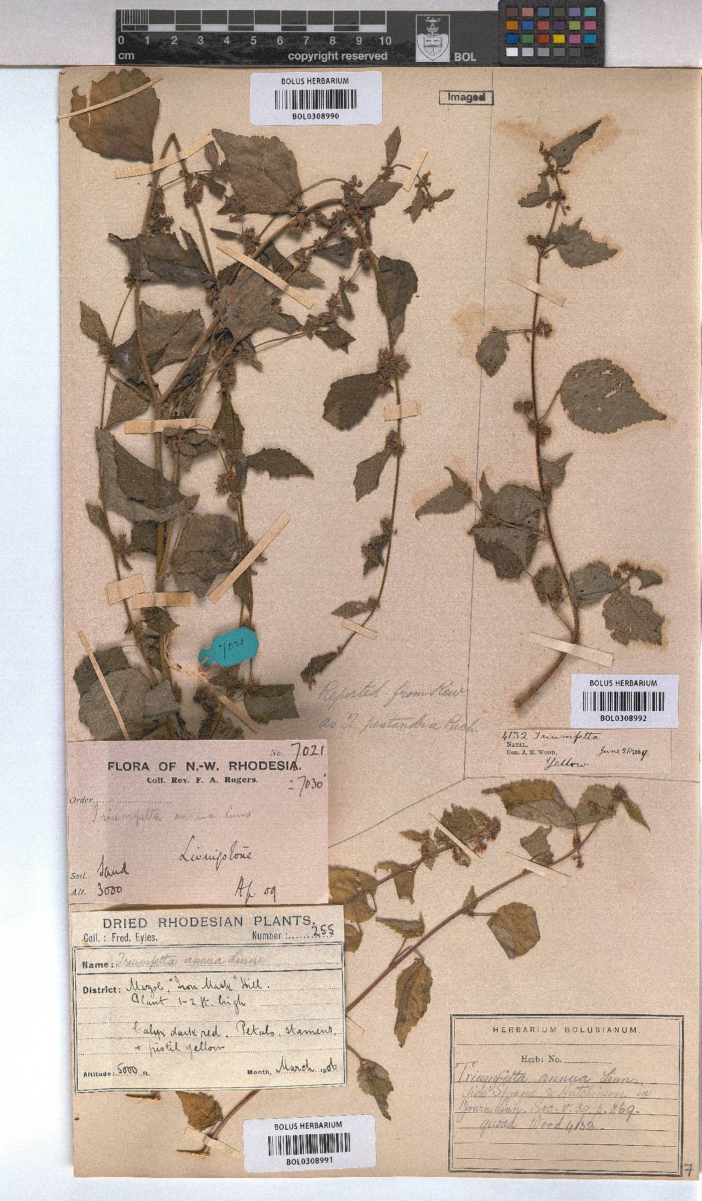 Triumfetta annua image