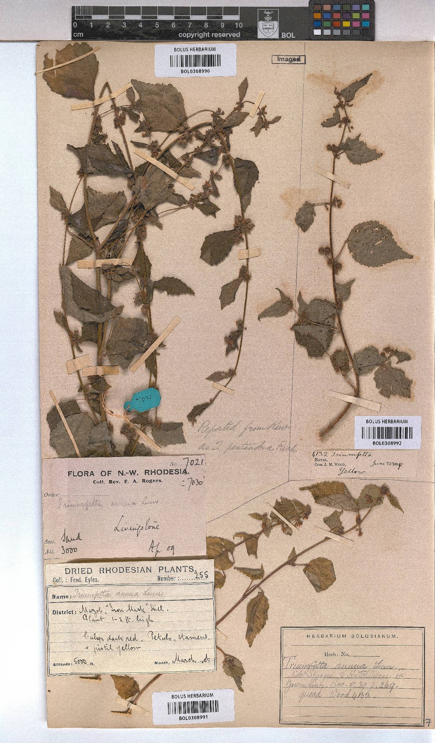 Triumfetta annua image