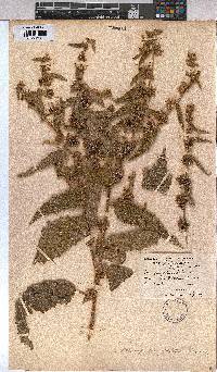 Image of Triumfetta pilosa