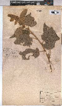 Triumfetta pilosa image