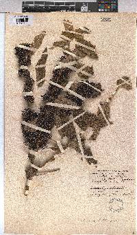 Triumfetta pilosa image