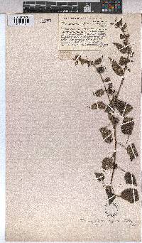 Triumfetta pilosa var. effusa image