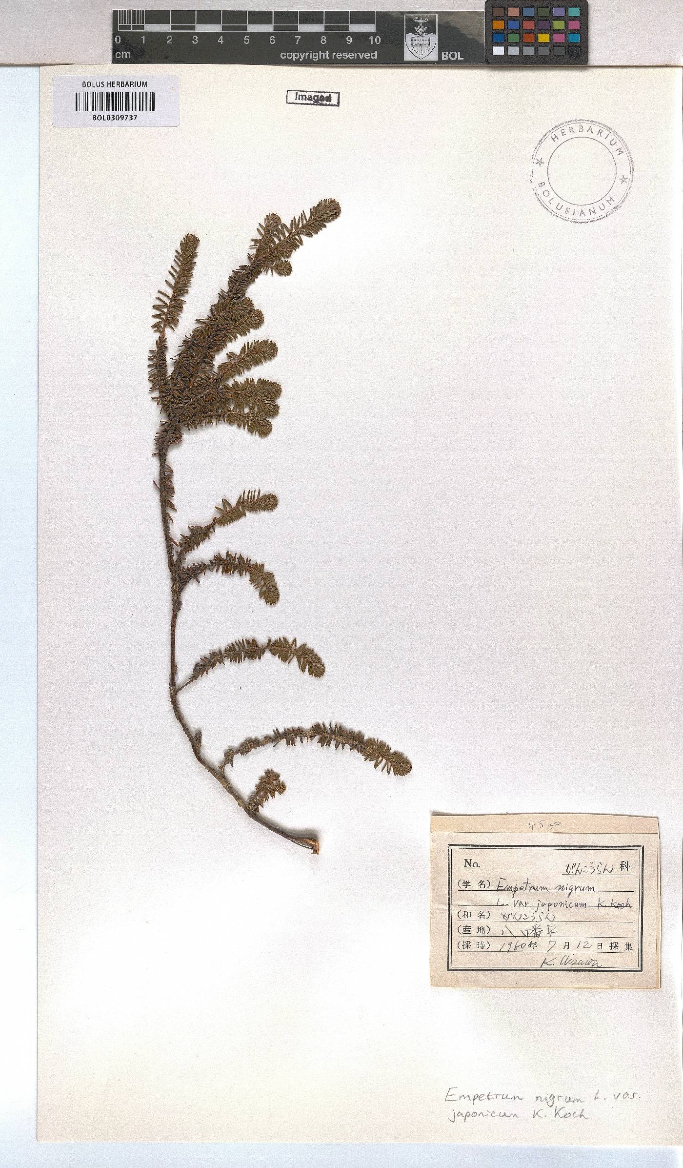 Empetrum nigrum subsp. asiaticum image