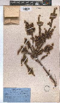 Empetrum rubrum image