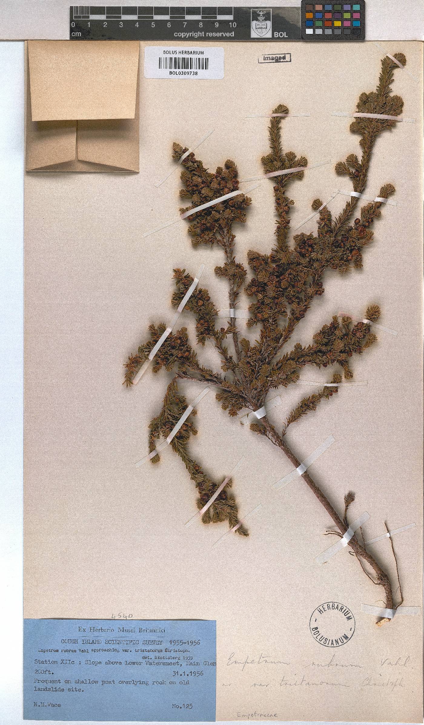 Empetrum rubrum image