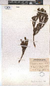 Empetrum rubrum image