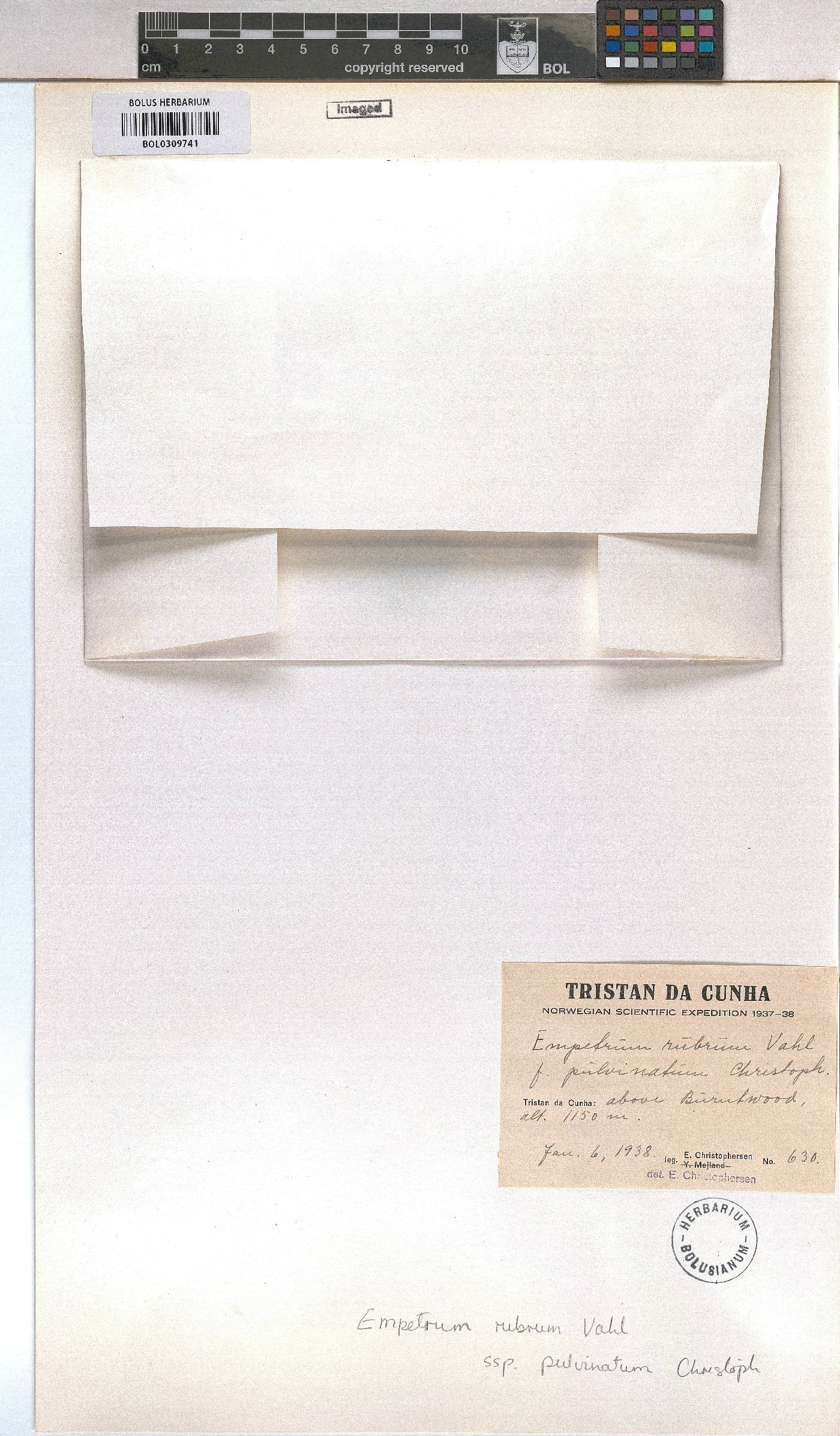 Empetrum rubrum image