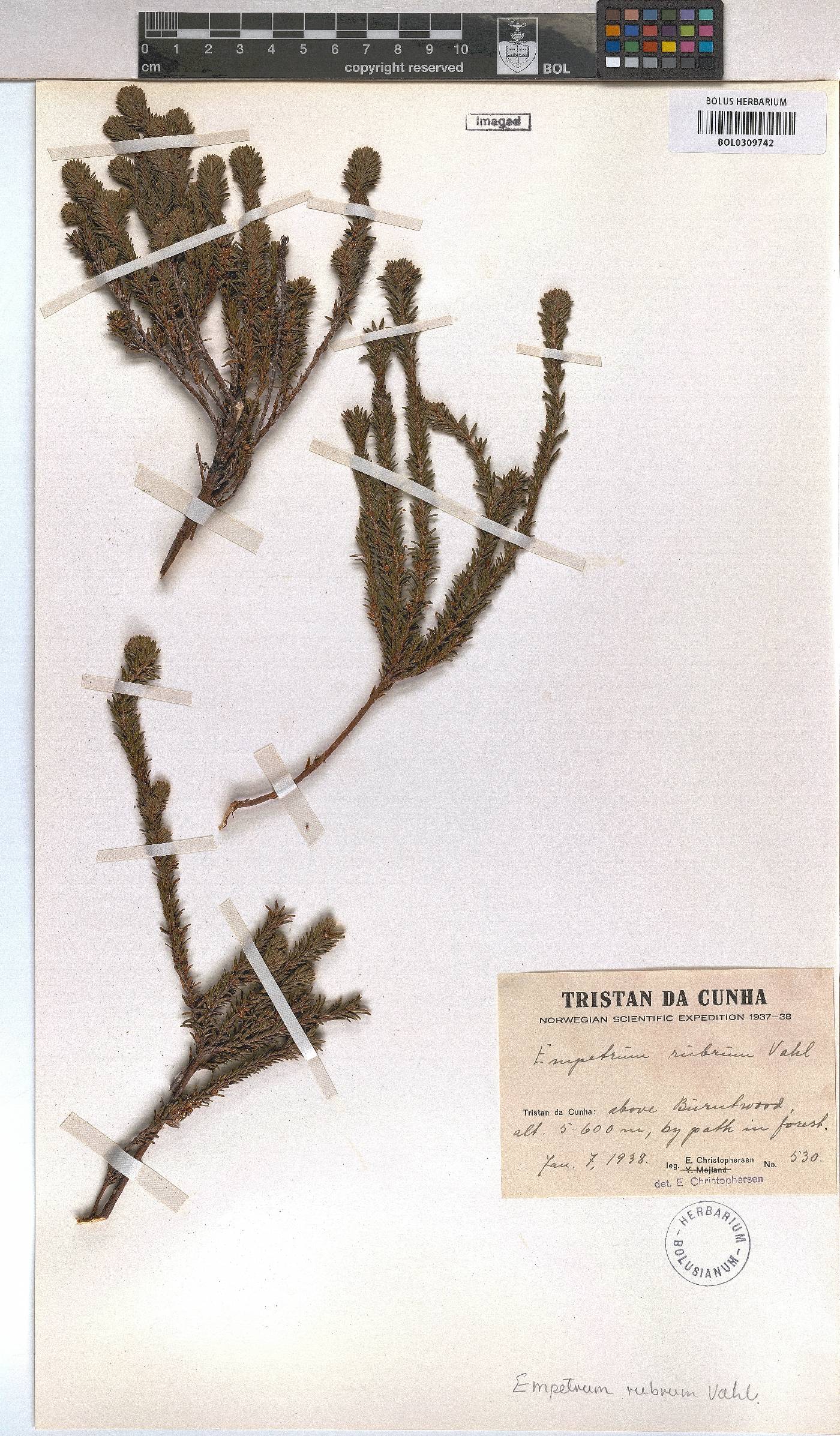 Empetrum rubrum image